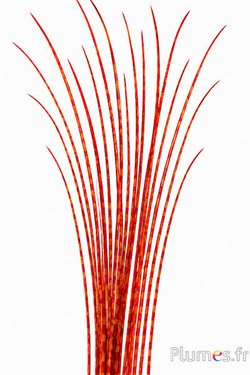 Struisvogel Rachis - 50-60 cm - oranje-rood